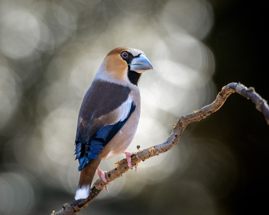 DSC_4411 | Ich bin Fotograf aus Neuburg an der Donau und spezialisiere mich auf Wildlife-Fotografie, Landschaftsaufnahmen und Portraits.Ob Hochzeit, Familienbilder oder Naturaufnahmen – ich fange echte Momente ein, die bleiben. 