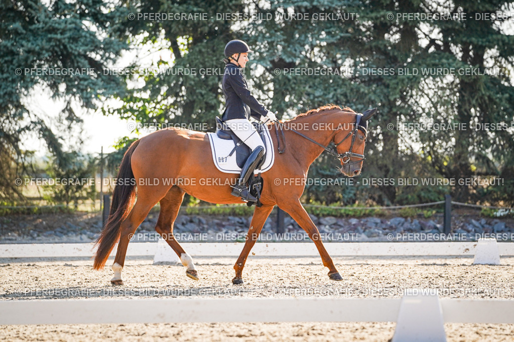 DSC09029 | Pferdegrafie