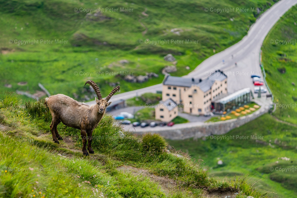 Wanderung zu den Steinböcken NPHT-18 | piet_flosse