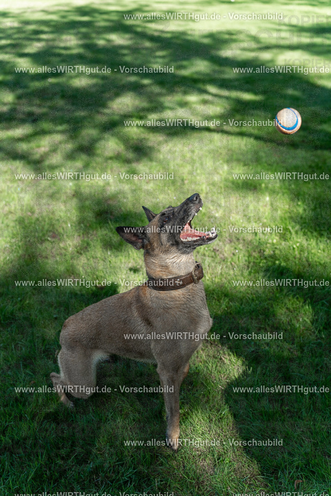Hundeschwimmen_Volksbad_2026-allesWIRTHgut_Tierfotografie-2609061147-105728-7R509919 | Professionelle Tierfotografie in Mönchengladbach von Daniel Wirth (allesWIRTHgut). Liebevolle & natürliche Bilder von Hunden & Katzen für unvergessliche Erinnerungen.
