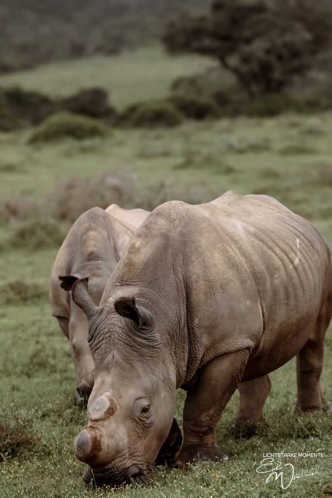 20231010-075203 SOUTHAFRIKA_-1 | Herzlich willkommen auf meiner Seite! Ich bin Elke Wallnisch, Deine Fotografin für lichtstarke Momente. Der Name steht für alles, was mich mit der Fotografie verbindet: Das Licht und seine machtvolle Wirkung auf eine Situation oder unsere Stimmung - Realisiert mit Pictrs.com