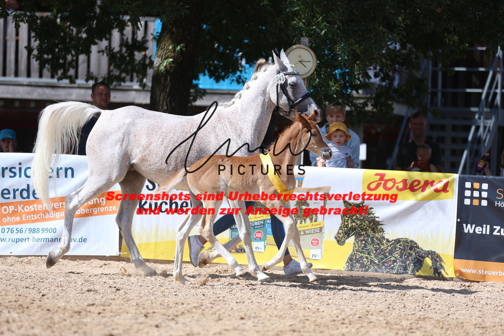 Fohlenschau_Schwäbisch_Hall_Ponys_SIEGERFOHLEN_KN 43_14 | lmwpictures - Realisiert mit Pictrs.com