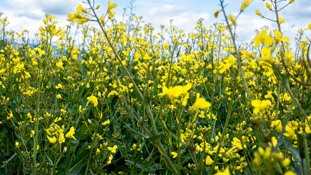 Raps | Raps, auch Reps oder Lewat genannt, ist eine Pflanzenart aus der Gattung Kohl innerhalb der Familie der Kreuzblütengewächse. Es ist eine wirtschaftlich bedeutende Nutzpflanze. Genutzt werden die Samen vor allem zur Gewinnung von Rapsöl und dem Koppelprodukt Rapskuchen. Wikipedia - Realisiert mit Pictrs.com