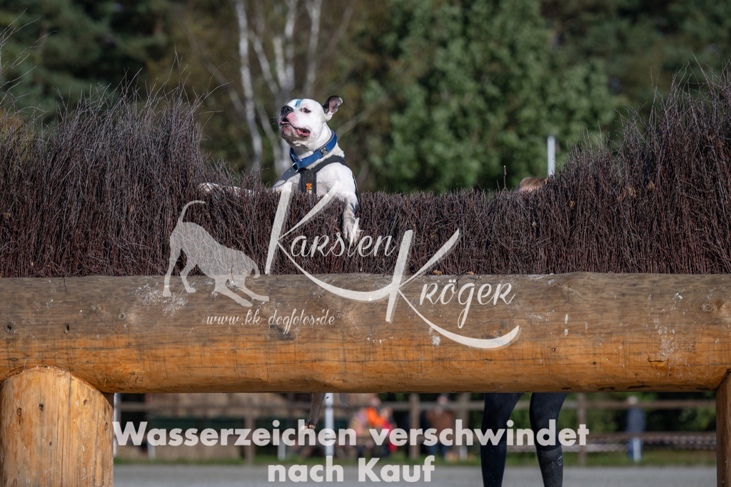 1049-_ZZ92822 | kk-dogfotos