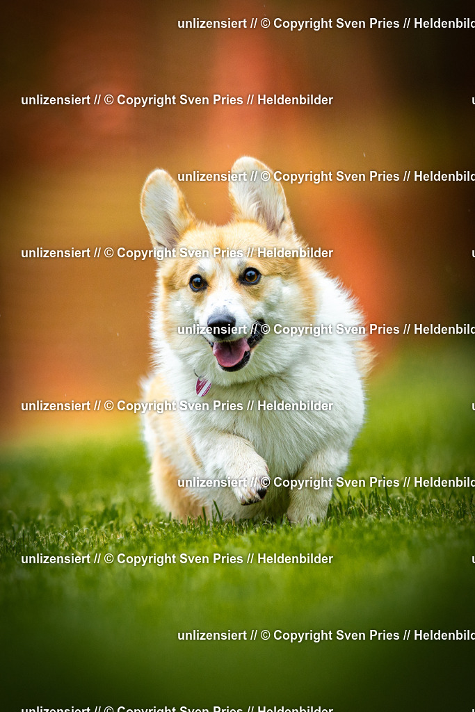 Sven Pries | 2025-09-21 - Hunderennen Baden-Oos - Realisiert mit Pictrs.com