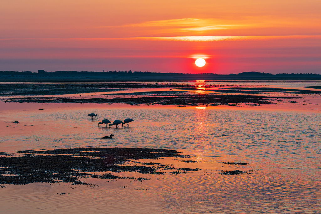 Sonnenaufgang im Wattenmeer auf der Insel Amrum | Sonnenaufgang im Wattenmeer auf der Insel Amrum.