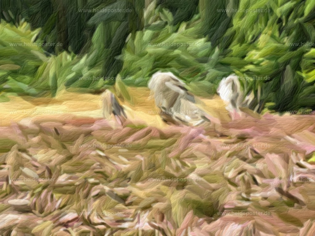 brushed_DSCF9147 | Poster aus der Lüneburger Heide - Realisiert mit Pictrs.com