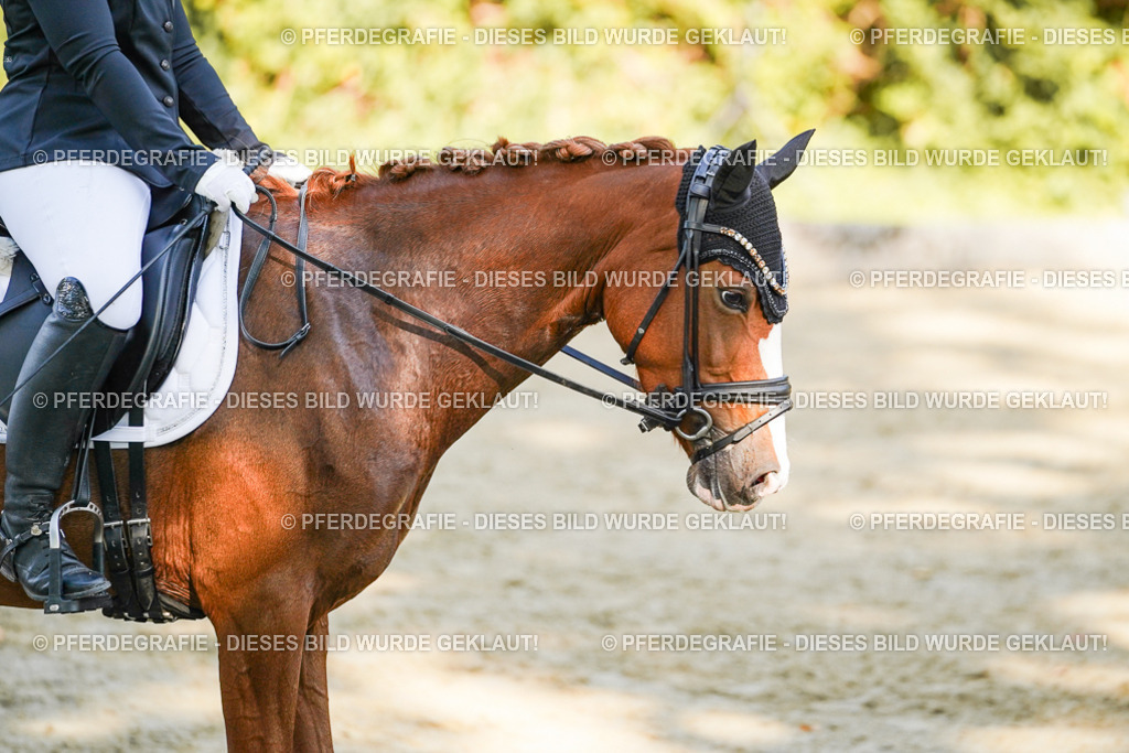 DSC06393 | Pferdegrafie