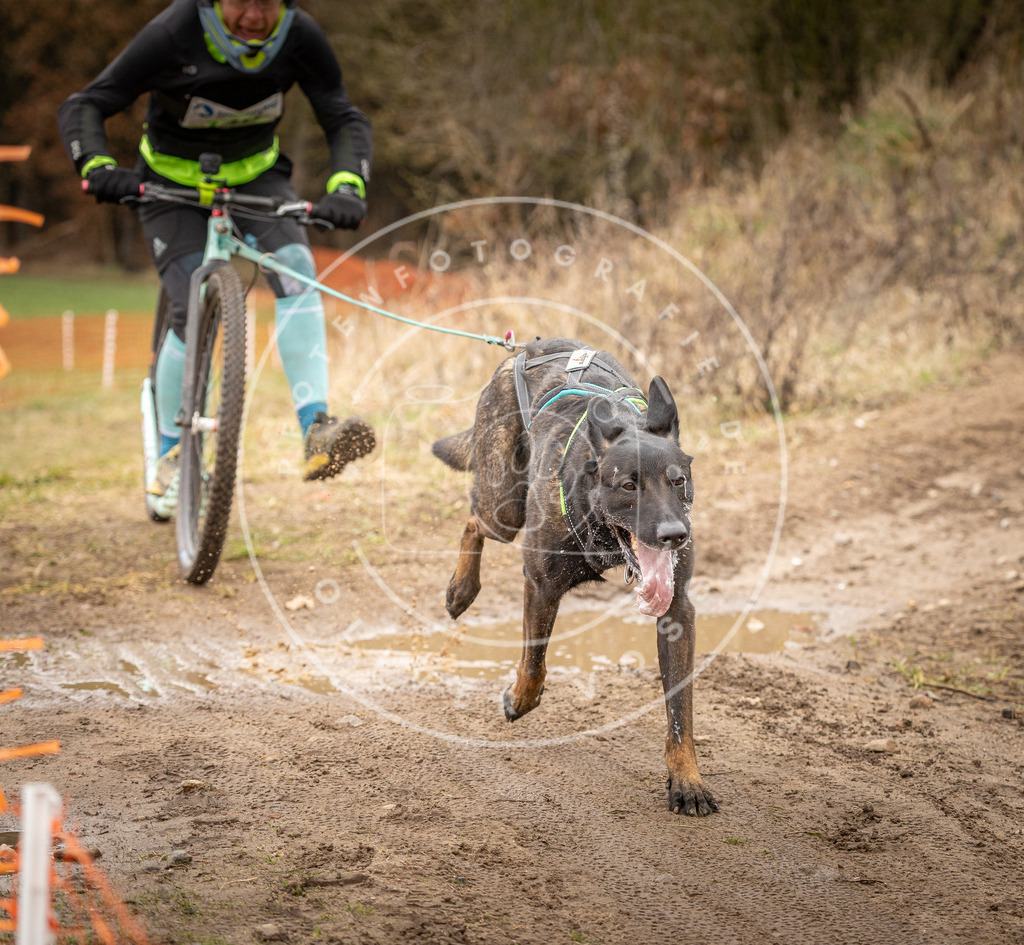 DV3A1480 | Hundefotografie, Tierfotograf, Pfotenfotografie, Fotoshooting Hund, Hunde Portrait, Hundesport, Hundeportraits, Heideshooting, Hunde, Sportfotograf, Hundefotograf, Turnierhundsport, THS,  - Realisiert mit Pictrs.com