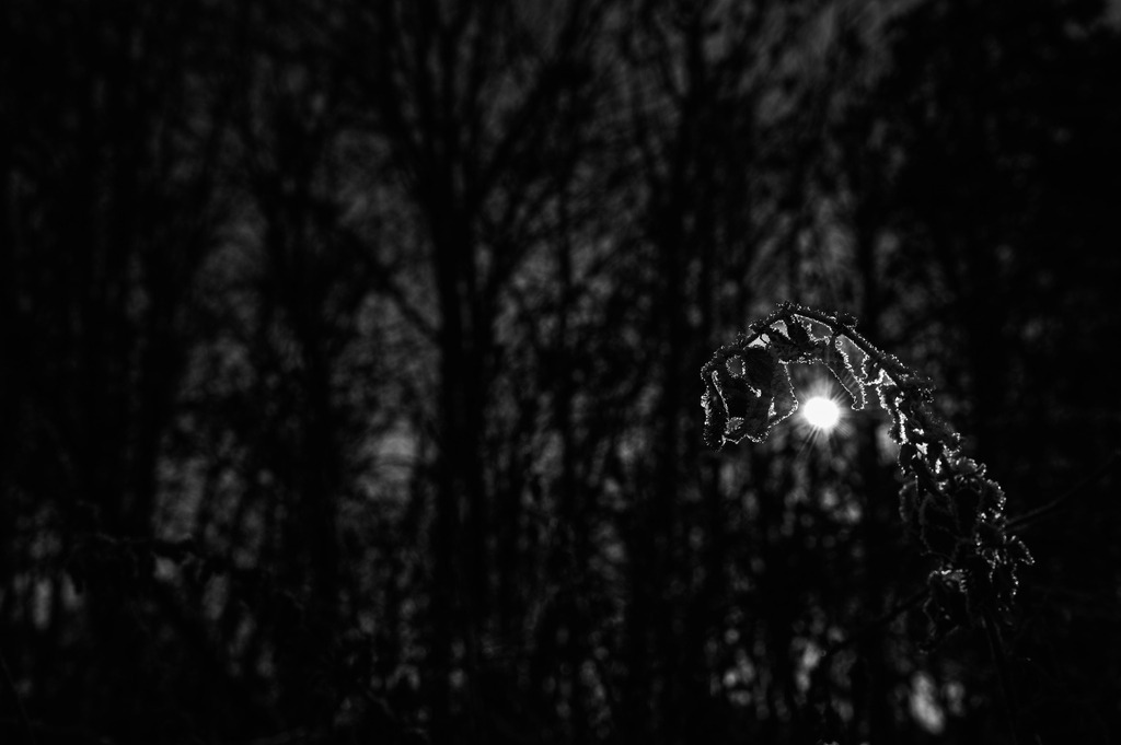 2022_12_17_HETLINGER-SCHANZE_MCP6222 sw | Hochwertig gedruckte Fotografien für die Wand, als Kalender und zum Verschenken. Hamburg & Norddeutschland und überall wo ich mit der Kamera unterwegs war.