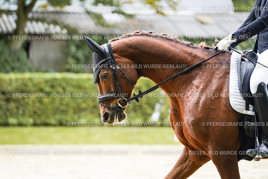 DSC07359 | Pferdegrafie