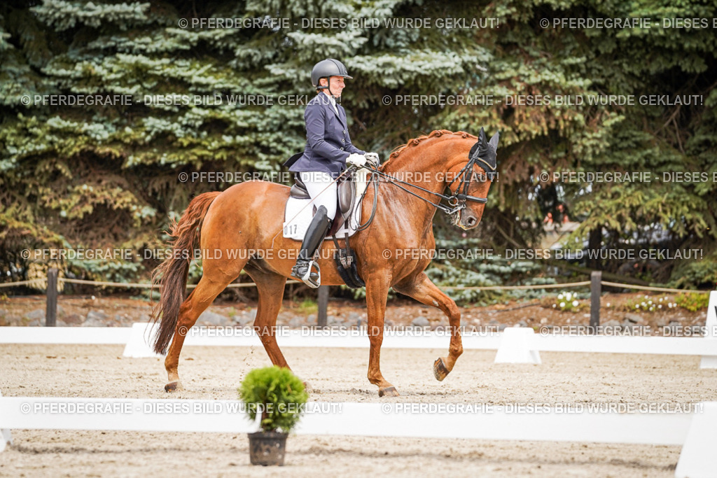 DSC04958 | Pferdegrafie