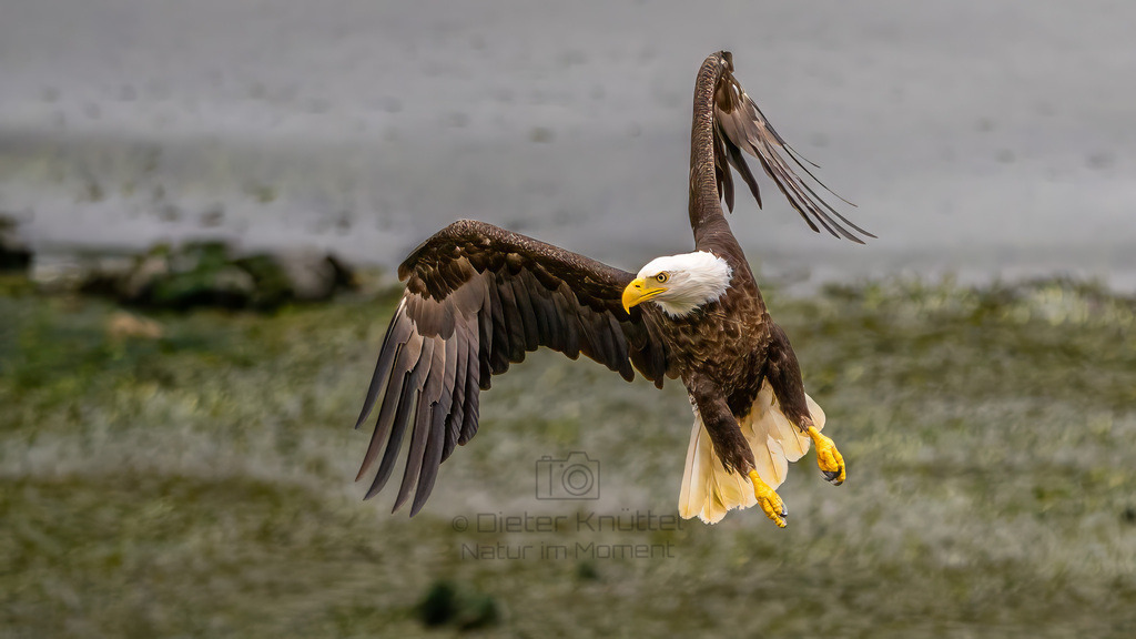 P1628395-Bearbeitet-2023-LR | Natur im Moment - Realisiert mit Pictrs.com