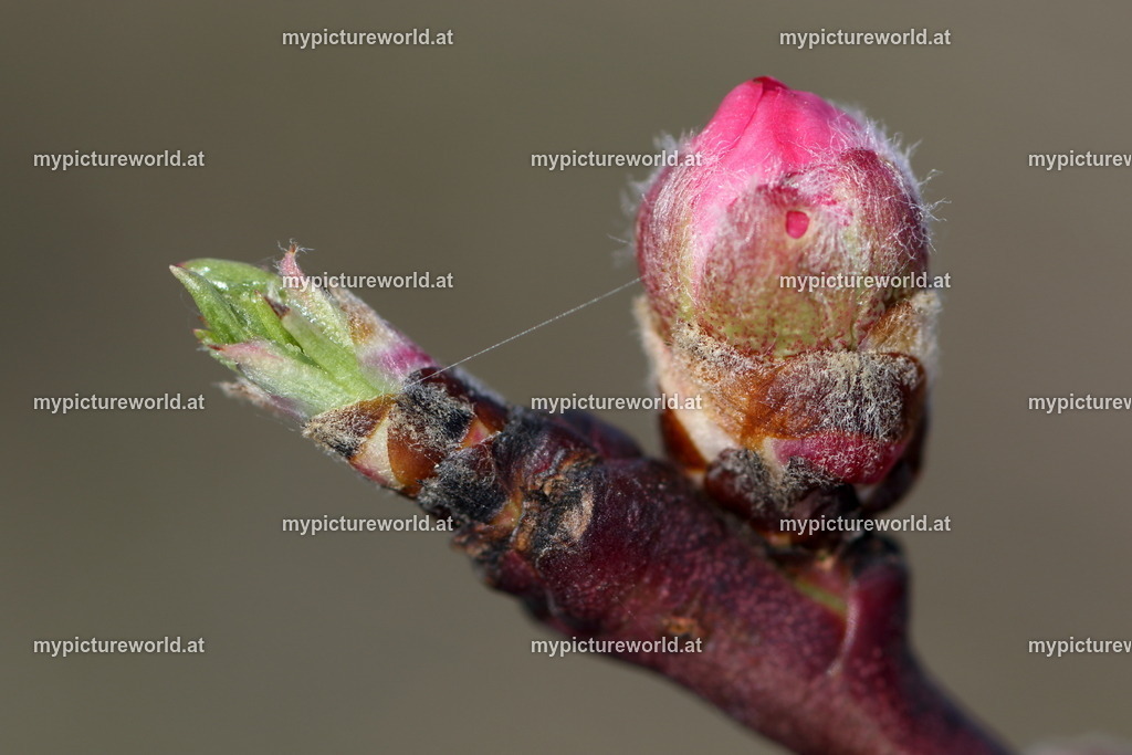 Pfirsich-005 | Das Bilderarchiv über Tiere, Planzen und Landschaften. In der Bilddatenbank finden Sie ein große Auswahl an hochwertigen Bilder für Ihre Werbung - Realisiert mit Pictrs.com