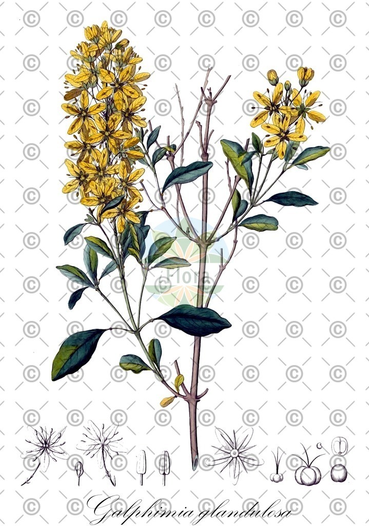 HistAbb_wfo-0001172879_1_ENZY_Simple | Historische Abbildung von Galphimia glandulosa - Malpighiaceae | Historical Illustration of Galphimia glandulosa - Malpighiaceae