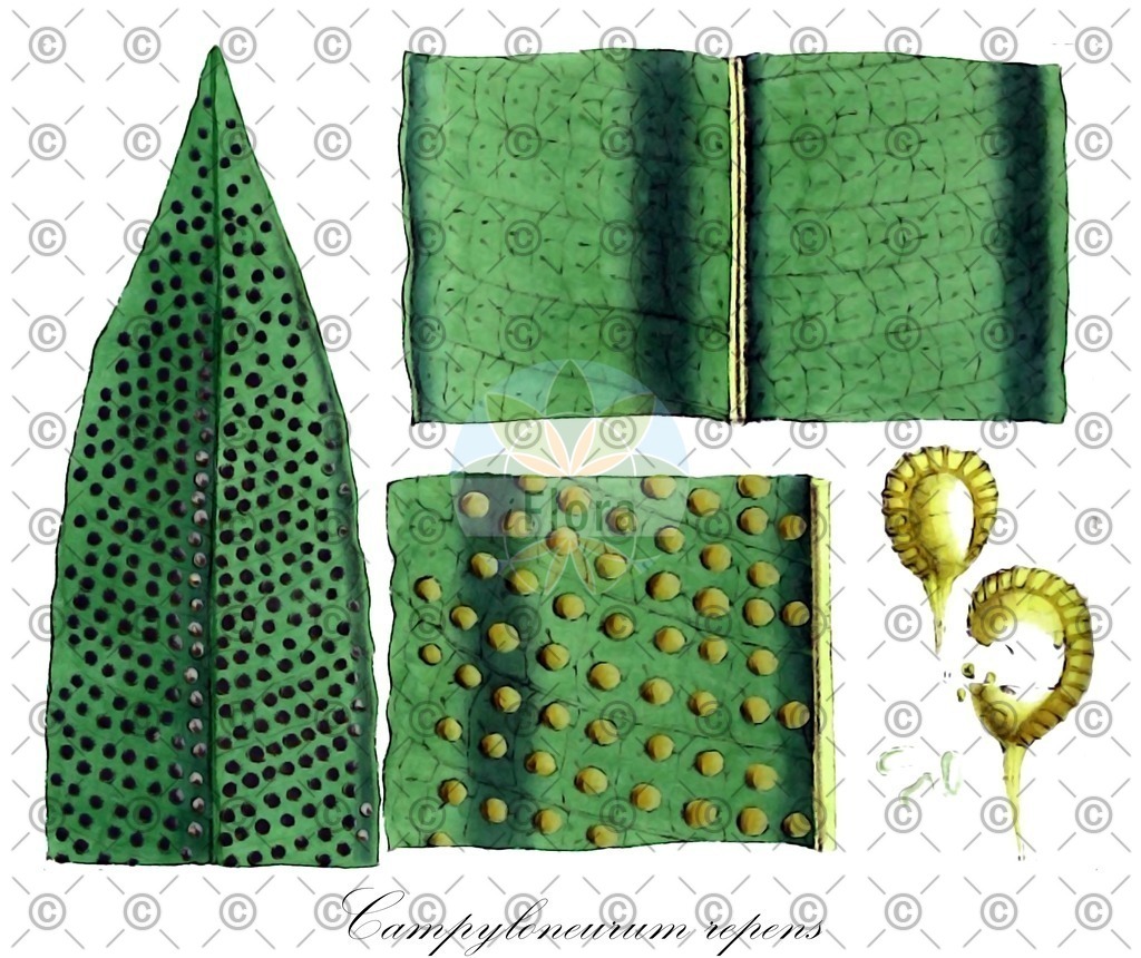 HistAbb_wfo-1000019347_1_ENZY_Simple | Historische Abbildung von Campyloneurum repens - Polypodiaceae | Historical Illustration of Campyloneurum repens - Polypodiaceae