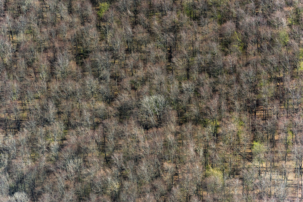 dr__0011890.jpg | BAD URACH 10.05.2017 Baumspitzen in einem Waldgebiet in Bad Urach im Bundesland Baden-Württemberg, Deutschland. // Treetops in a wooded area in Bad Urach in the state Baden-Wuerttemberg, Germany. Foto: Daniel Reiter