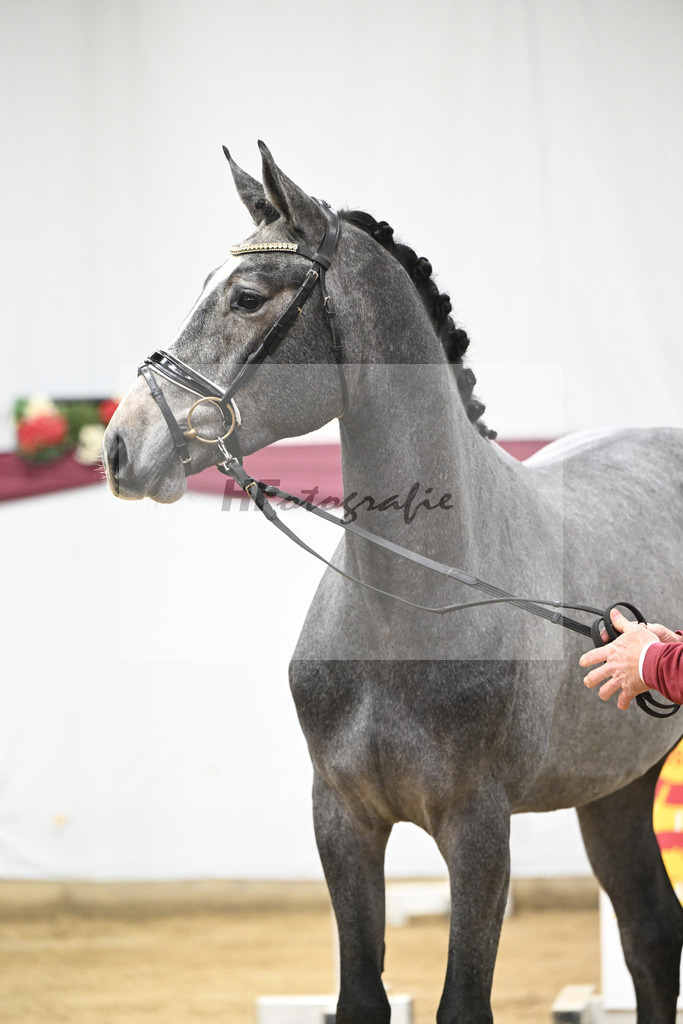 Kat-Nr. 96 Mylord Carthago x Heartbreaker_Daniel Dassler_47253128 | hf-fotografie - Realisiert mit Pictrs.com