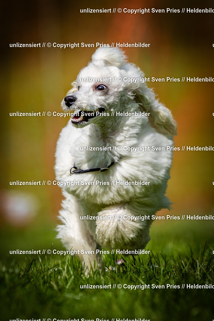 Sven Pries | 2025-04-13 - Hunderennen Baden-Baden - Realisiert mit Pictrs.com