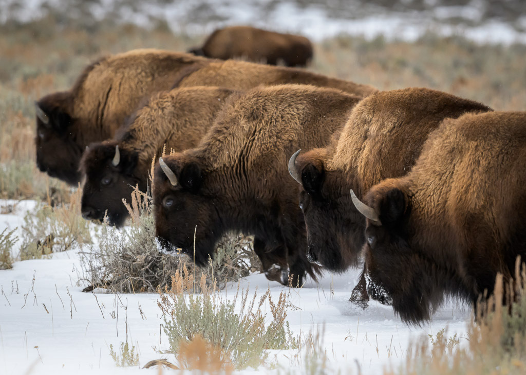 2024-362 | Bisons im Lamar Valley. - Realisiert mit Pictrs.com