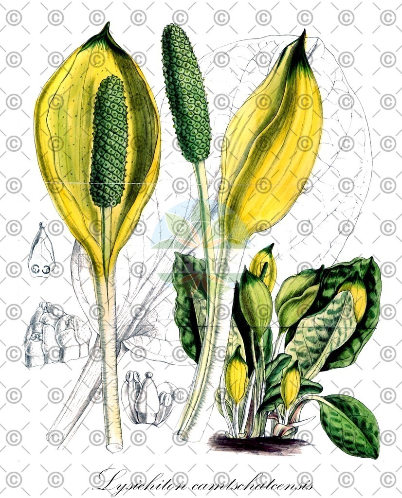 HistAbb_wfo-0000169560_1_ENZY_Simple | Historische Abbildung von Lysichiton camtschatcensis - Araceae (Weiße Scheinkalla) | Historical Illustration of Lysichiton camtschatcensis - Araceae