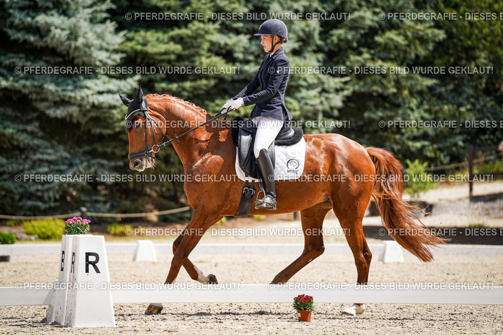 DSC01259 | Pferdegrafie