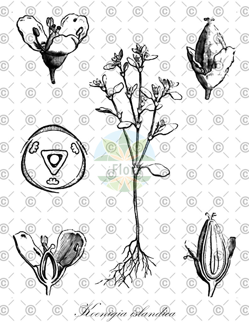 HistAbb_wfo-0000221228_1_ENZY_Simple | Historische Abbildung von Koenigia islandica - Polygonaceae | Historical Illustration of Koenigia islandica - Polygonaceae (iceland-purslane;island koenigia)