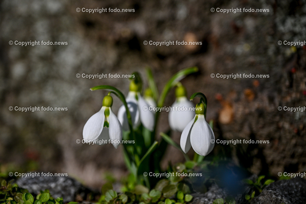 Fruehling_ Blumen_ Fruelingsboten_ 20.02.2025-13 | 20.02.2025, Linz, AUT, Fruehling, Blumen, Fruehlingsboten, im Bild Frühling, Blumen, Frühlingsboten, Fruehling, Fruelingsboten, Schneeglöckerl, Schneegloeckerl, Schneeglöckchen, Schneegloeckchen,  Blütenpflanze, Vorfrühling