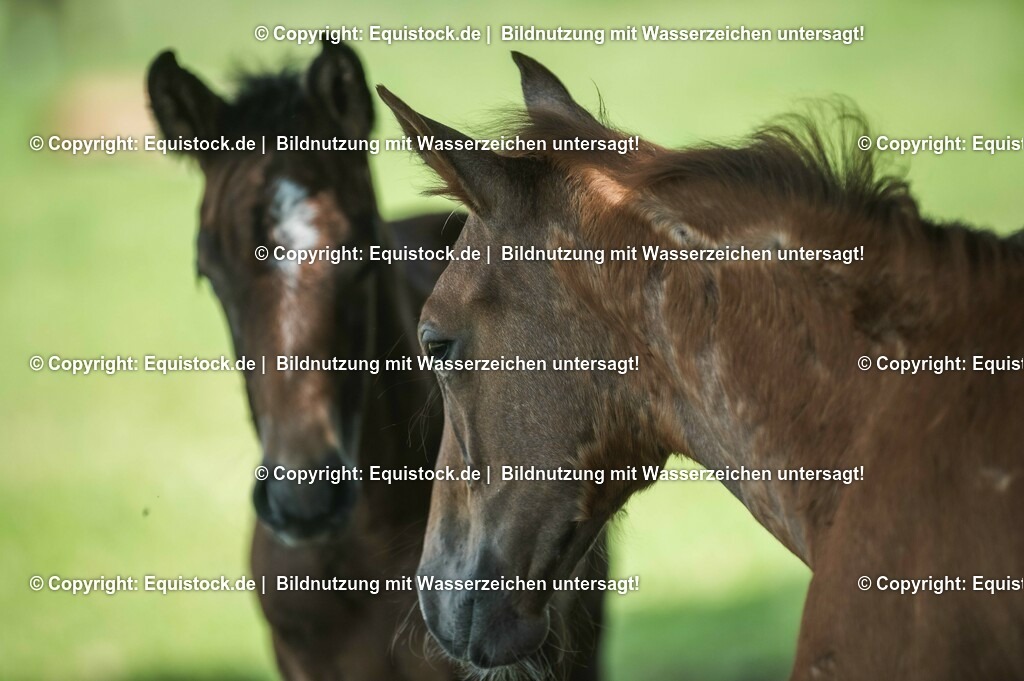 20210617_Fohlen_0325 | Foto: Thomas Hartig