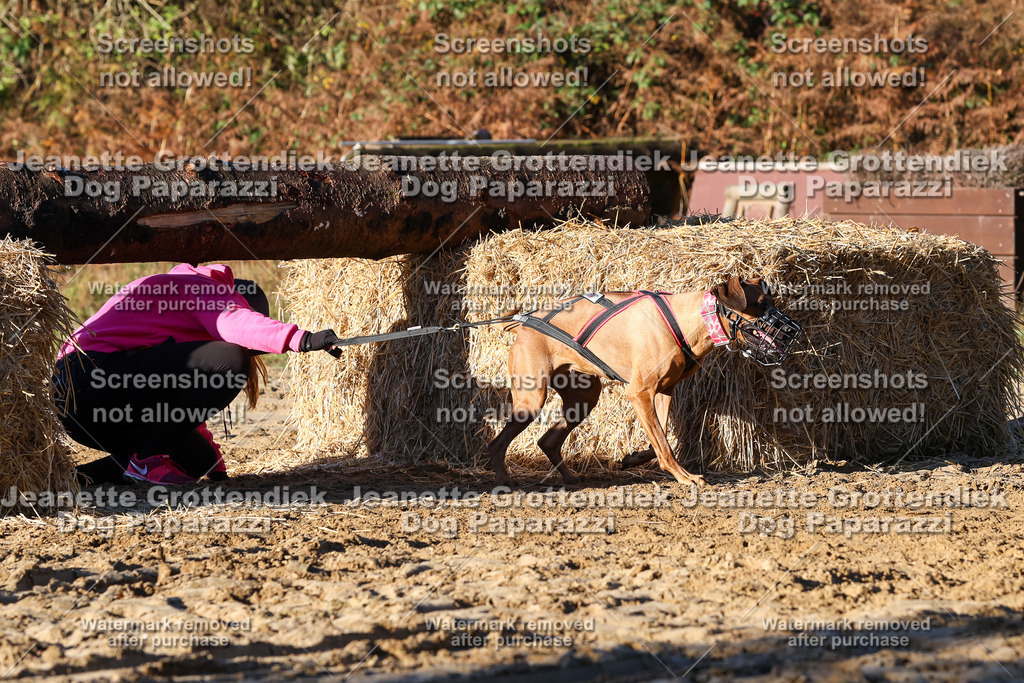 Dog Paparazzi - Strongdog 10-25-1284 | Dog Paparazzi Jeanette Grottendiek Fotografie & Videografie - Realisiert mit Pictrs.com