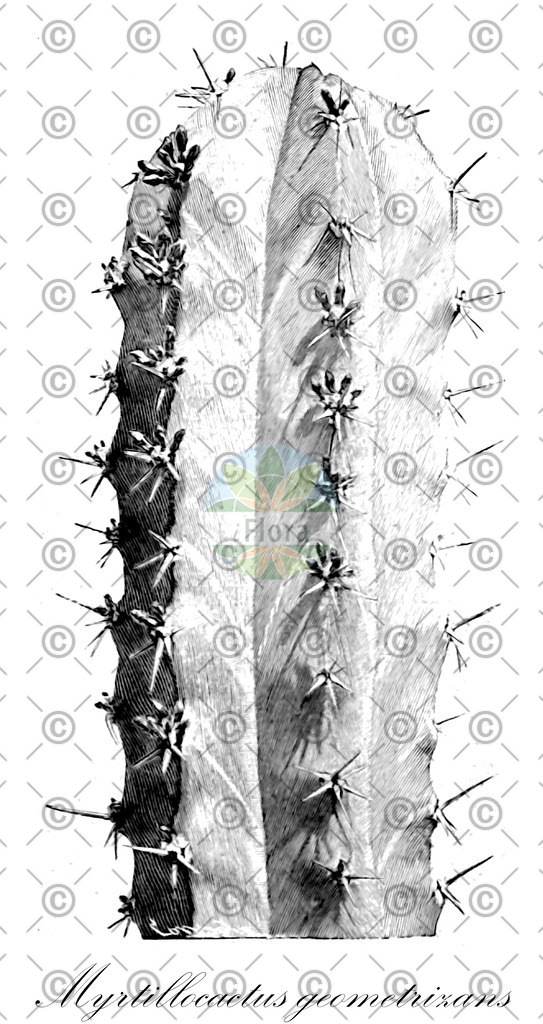 HistAbb_wfo-0000248712_1_ENZY_Simple | Historische Abbildung von Myrtillocactus geometrizans - Cactaceae | Historical Illustration of Myrtillocactus geometrizans - Cactaceae