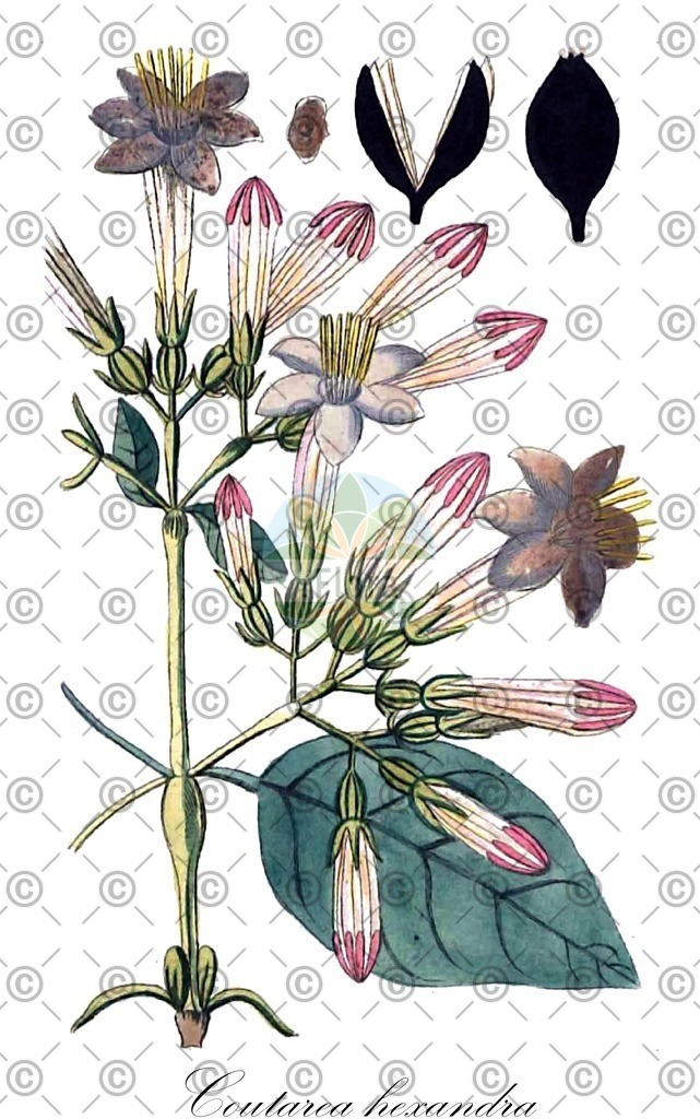 HistAbb_wfo-0000624316_1_ENZY_Simple | Historische Abbildung von Coutarea hexandra - Rubiaceae | Historical Illustration of Coutarea hexandra - Rubiaceae