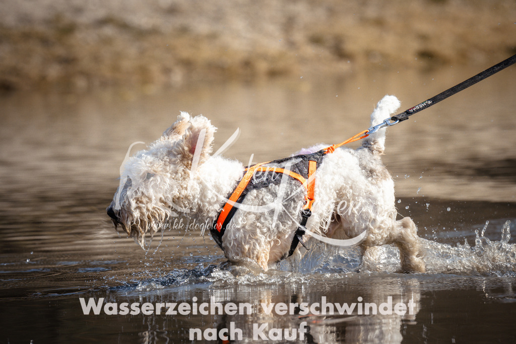 1159_ZZ97898 | kk-dogfotos
