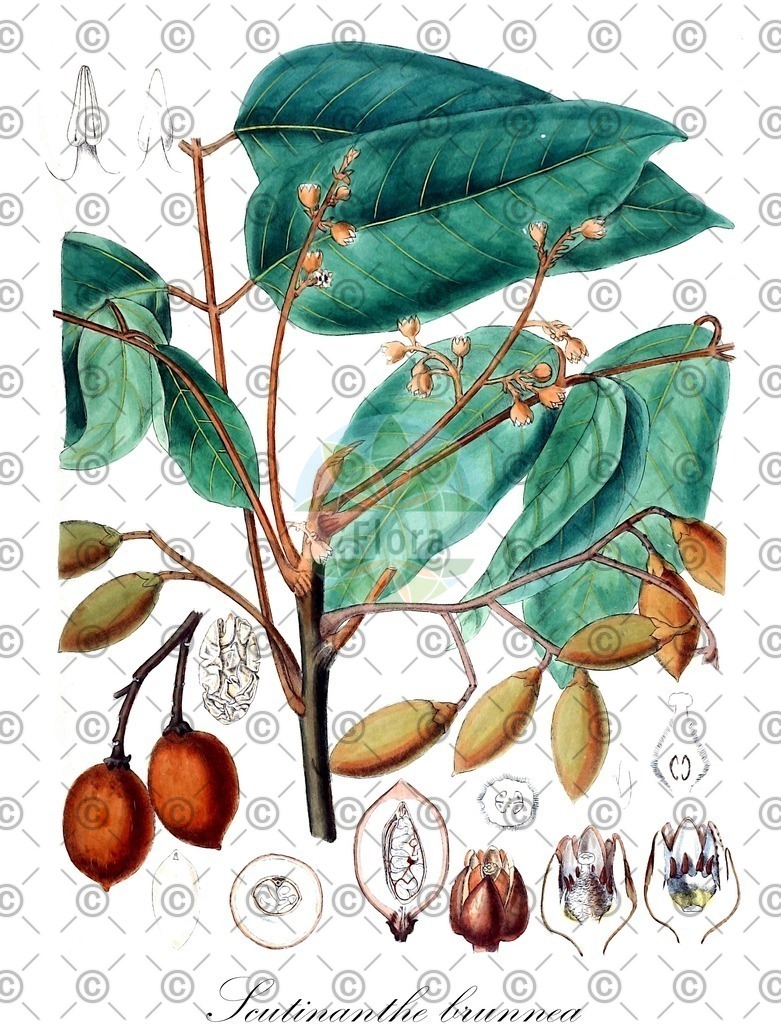 HistAbb_wfo-0000503140_1_ENZY_Simple | Historische Abbildung von Scutinanthe brunnea - Burseraceae | Historical Illustration of Scutinanthe brunnea - Burseraceae