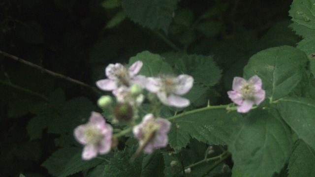 Blühende Brombeeren | Verkauf von Fotos und  Videoclips zumThema Natur.Motive sind Pflanzen, Tiere, Landschaftenund Wetter