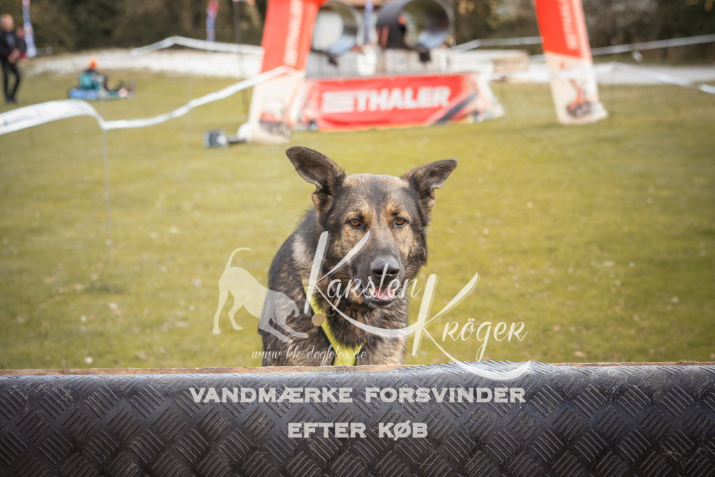 1330_ZZ91013-2 | kk-dogfotos