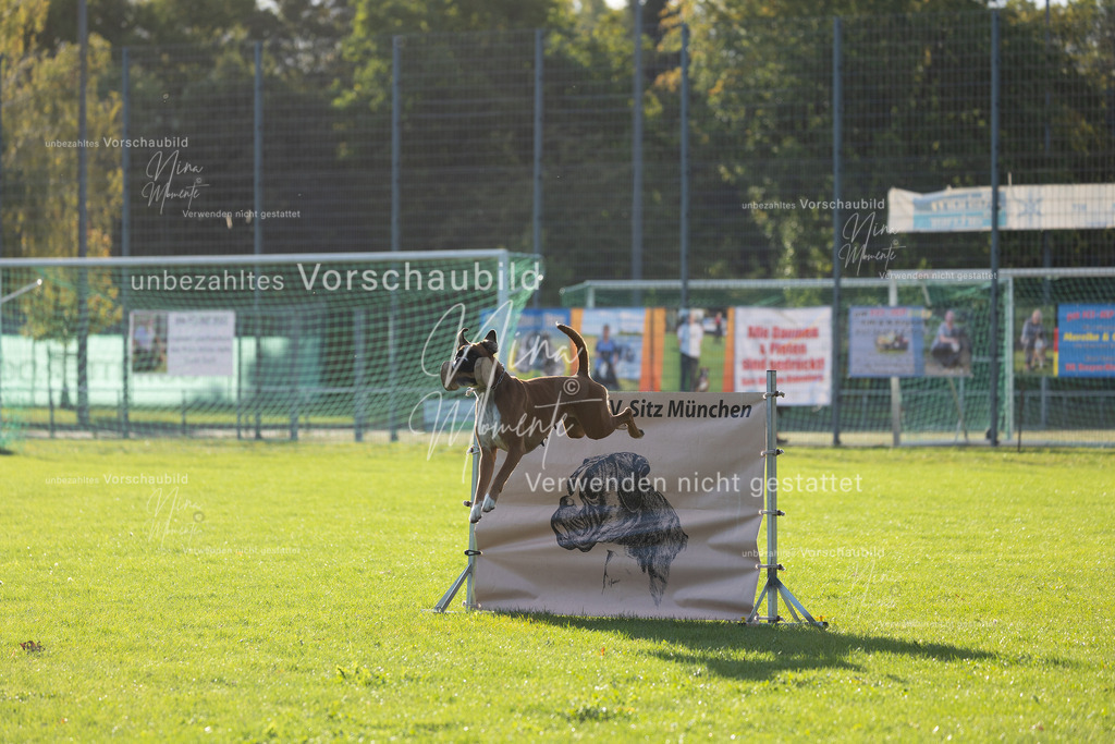 _16A4800 | Einzigartige Fotos von Hunden & Menschen –Actionfotos, Portraits, Vereinsaufnahmen & Paarshootings – authentisch, lebendig & mit Herz.