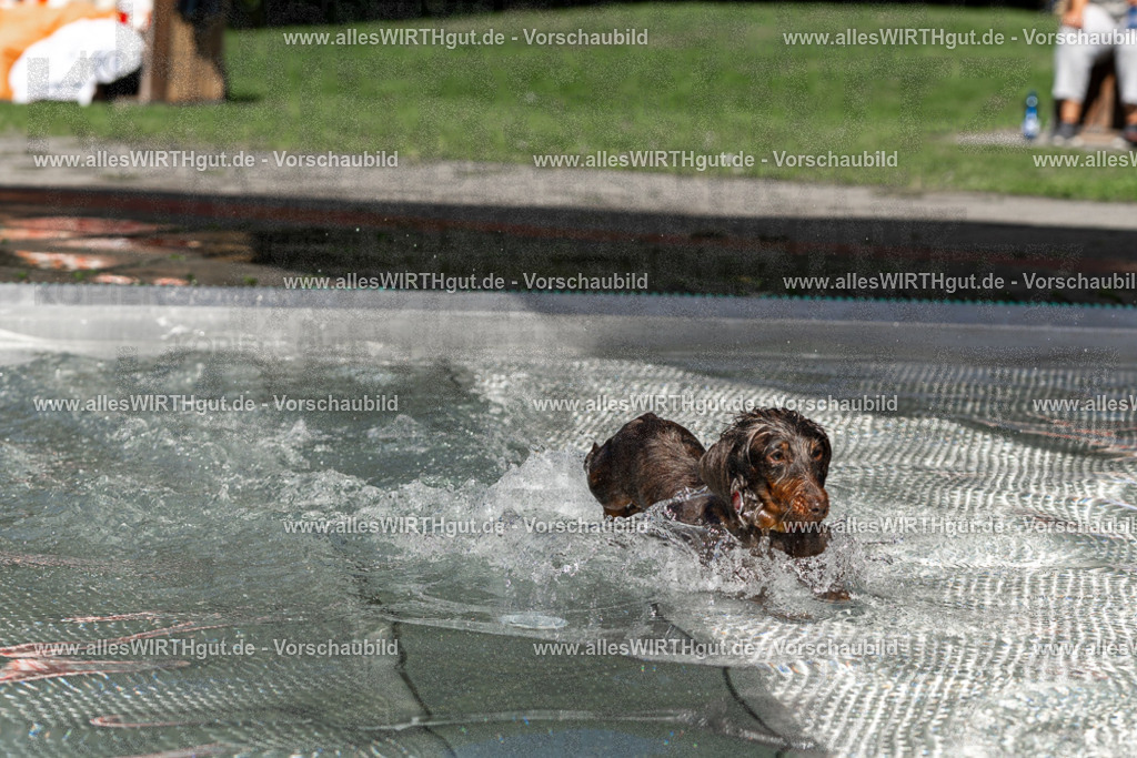Hundeschwimmen_Volksbad_2026-allesWIRTHgut_Tierfotografie-2609061343-FAY06838 | Professionelle Tierfotografie in Mönchengladbach von Daniel Wirth (allesWIRTHgut). Liebevolle & natürliche Bilder von Hunden & Katzen für unvergessliche Erinnerungen.