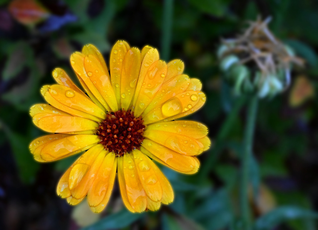 Ringelblume01-260818 | greenwatching-with-luci - Realisiert mit Pictrs.com