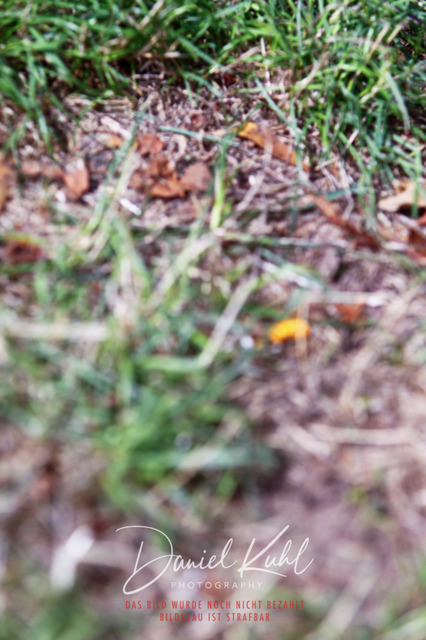 DKP42017 | Turniersportfotografie; Pferdefotografie; Dressurfotografie