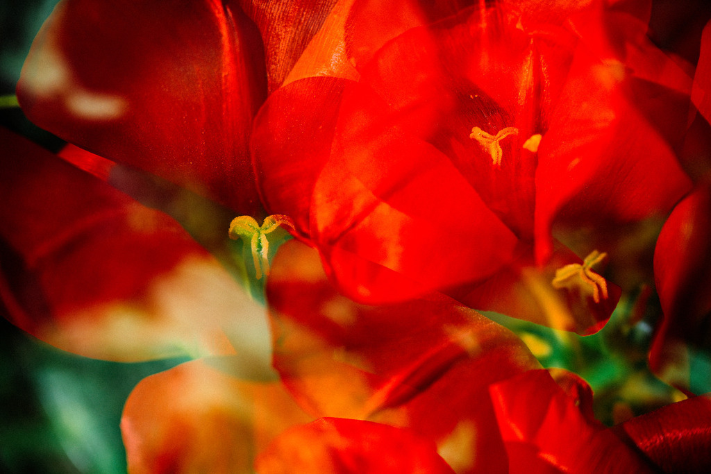 Tulpen | Nikon ZF