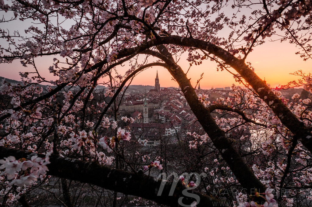 cherry blossom in front of the oldtown of Bern | Die ideale Geschenkidee für Naturliebhaber. Naturbilder von Marcel Gross Photography für ihr Zuhause in den verschiedensten Formaten und Materialien. - Realisiert mit Pictrs.com