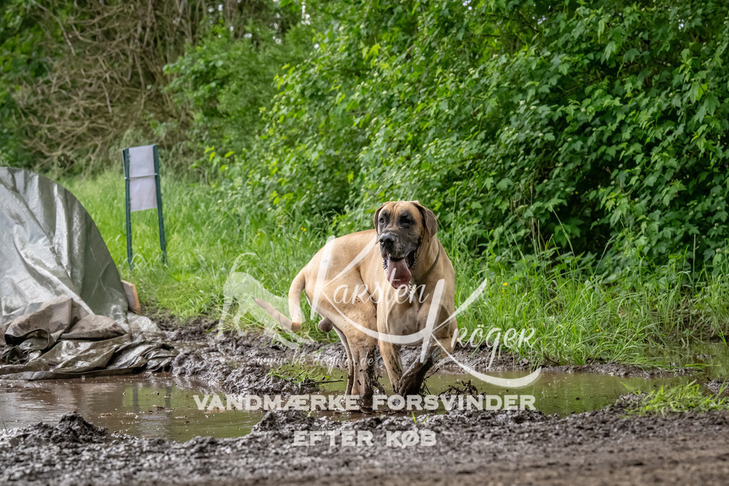 1507_ZZ91889-Bearbeitet | kk-dogfotos