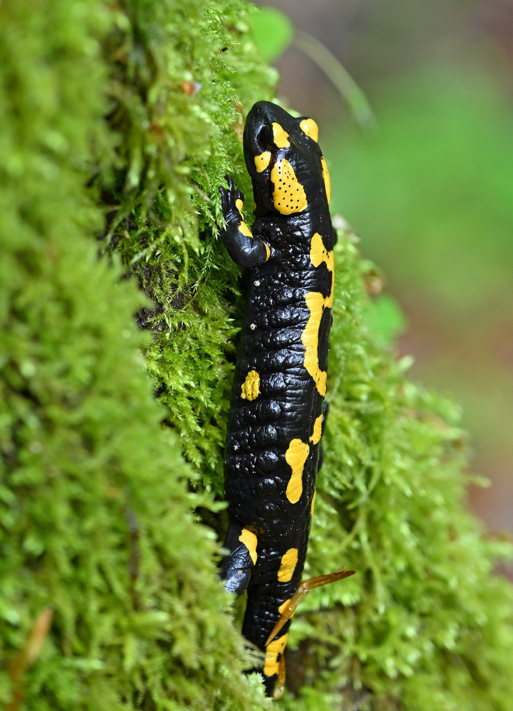 Salamander07h | lucisnaturbilder - Realisiert mit Pictrs.com