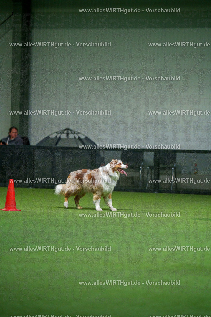 7R503948 | Professionelle Tierfotografie in Mönchengladbach von Daniel Wirth (allesWIRTHgut). Liebevolle & natürliche Bilder von Hunden & Katzen für unvergessliche Erinnerungen.