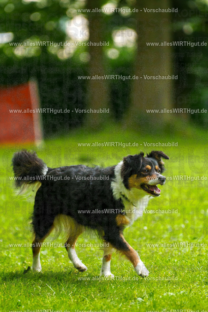 @allesWIRTHgut_Tierfotografie - www.allesWIRTHgut.de - 091751-7R506886 | Professionelle Tierfotografie in Mönchengladbach von Daniel Wirth (allesWIRTHgut). Liebevolle & natürliche Bilder von Hunden & Katzen für unvergessliche Erinnerungen.