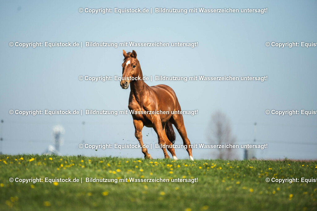 20210426_Pferd-auf-Koppel_0012 | equistock