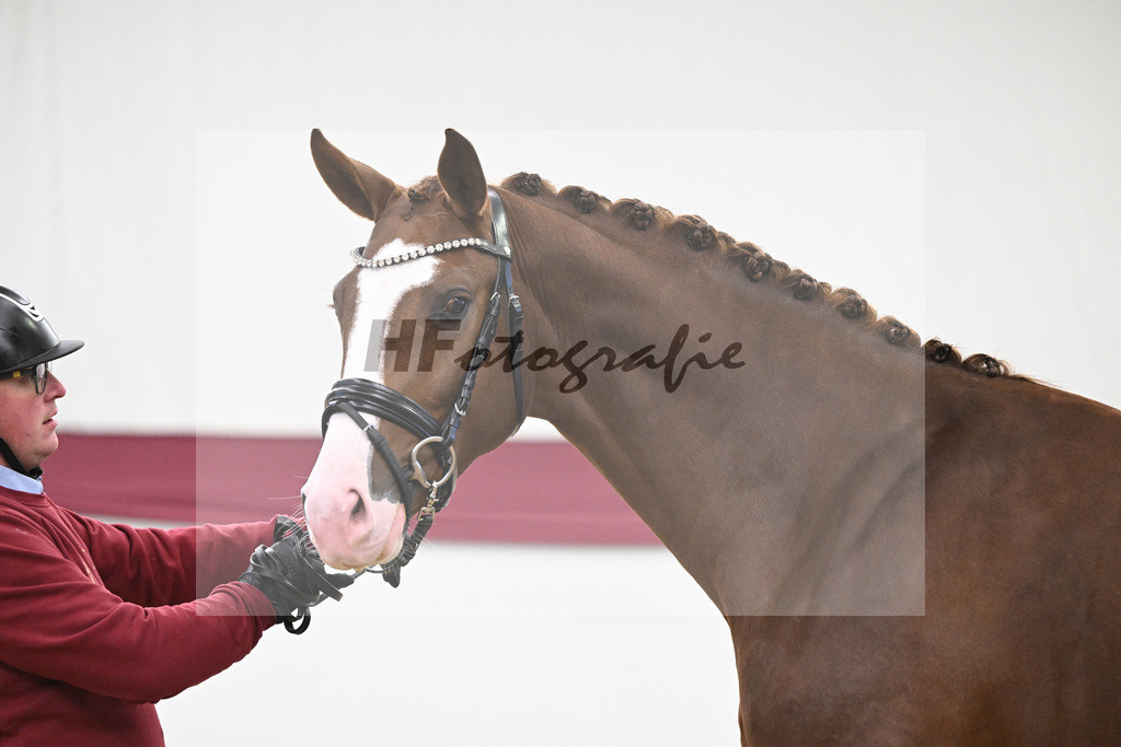 Kat-Nr. 54 Bonds x Zoom_Matthias Schlamminger GmbH_47252019 | hf-fotografie - Realisiert mit Pictrs.com