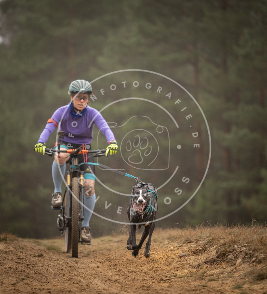 Pfotenfotografie_DV3A2817 | Hundefotografie, Tierfotograf, Pfotenfotografie, Fotoshooting Hund, Hunde Portrait, Hundesport, Hundeportraits, Heideshooting, Hunde, Sportfotograf, Hundefotograf, Turnierhundsport, THS,  - Realisiert mit Pictrs.com