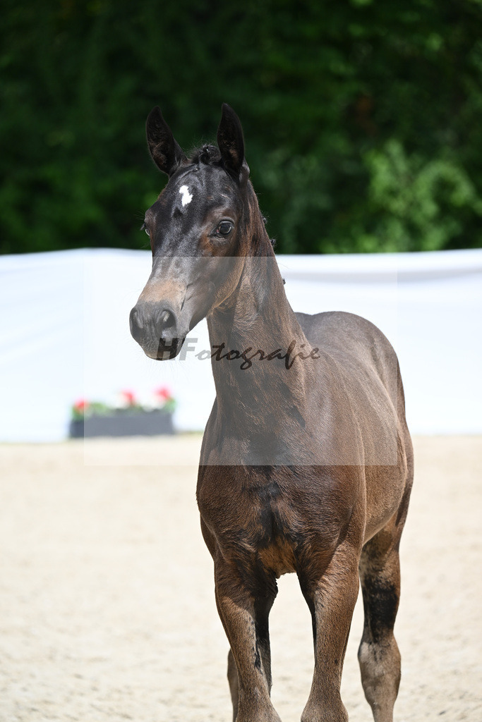 Diamantenglanz x Sandro Hit_HF_Goetz_28240755 | hf-fotografie - Realisiert mit Pictrs.com